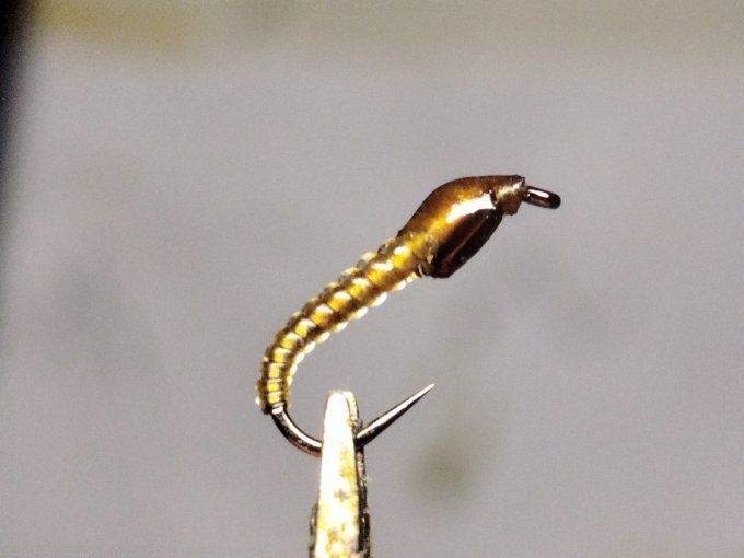 Chironome light brown 