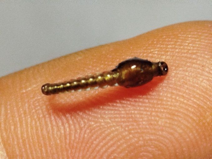 Chironome light brown 