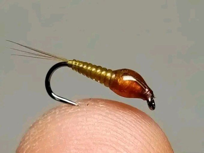 Nymphe légère olive