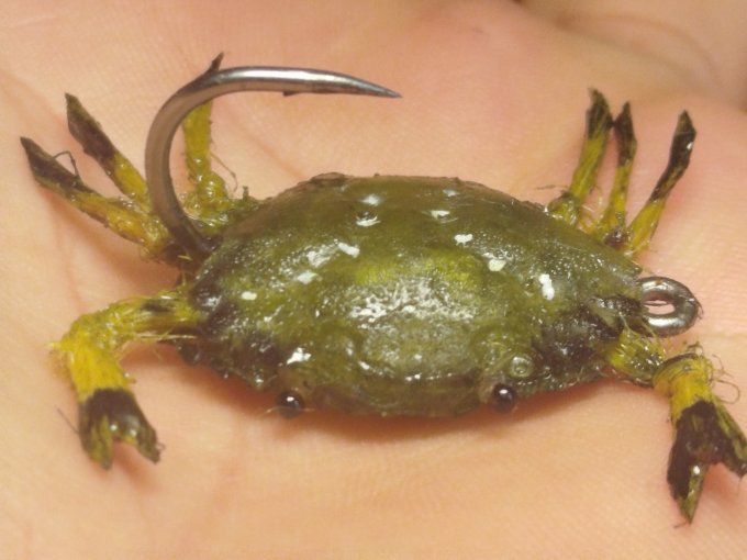 Crabe  vert réaliste 