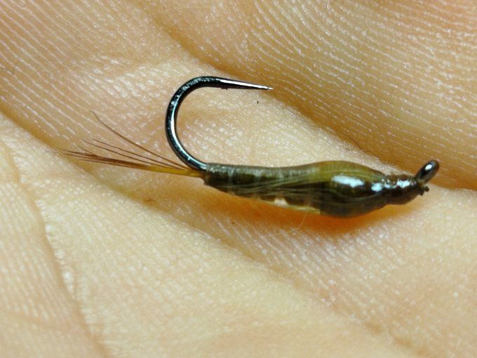 Nymphes de baetidé 