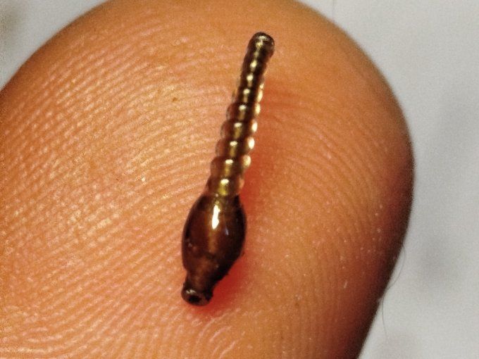 Chironome light brown 