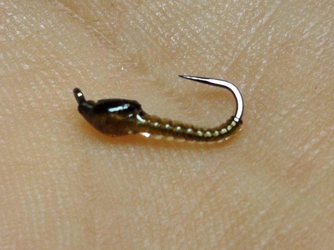 Chironome light brown 