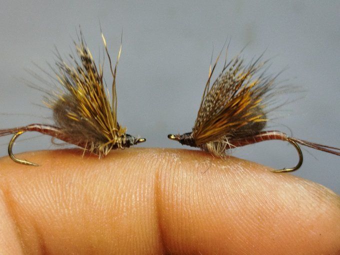 Ecdyonurus 