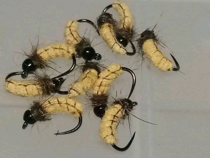 Larve trichoptere . Tungstene