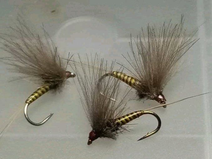 Olive herl de paon