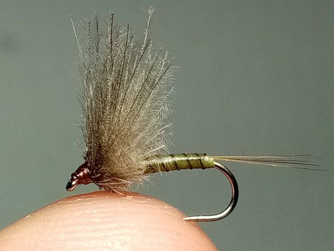 Golden olive