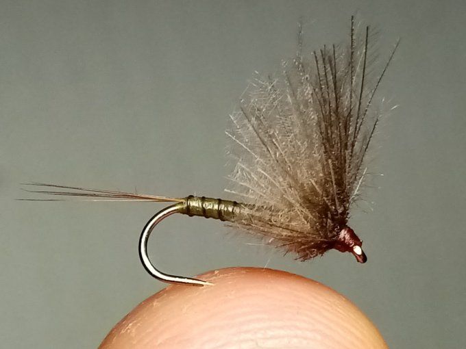 Golden olive