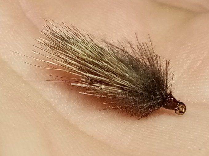 Sedge chevreuil, cdc