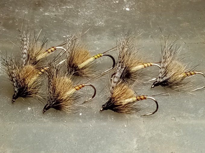 mouche de mai 