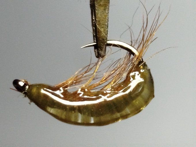Gammare translucide olive