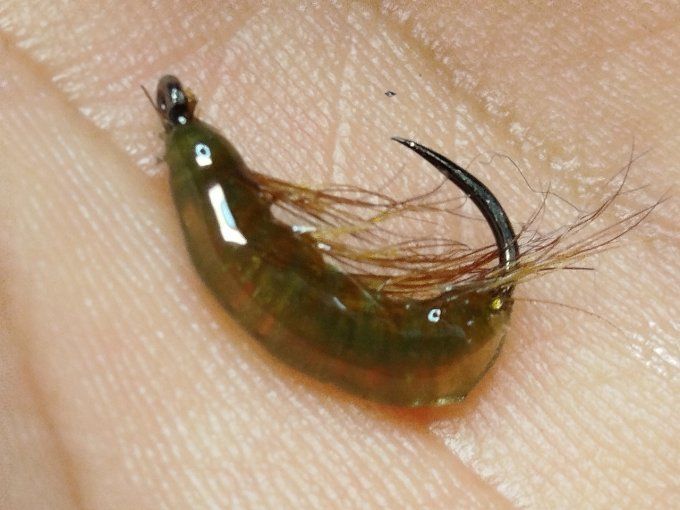 Gammare translucide olive