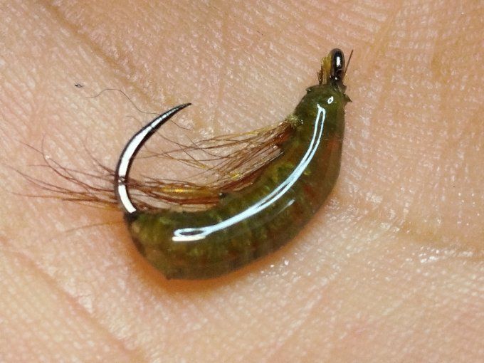 Gammare translucide olive