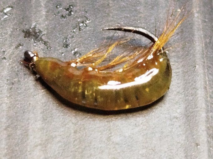 Gammare translucide olive