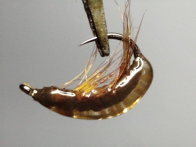Gammare translucide brown