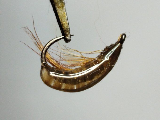 Gammare translucide brown