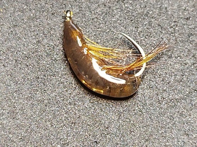 Gammare translucide brown