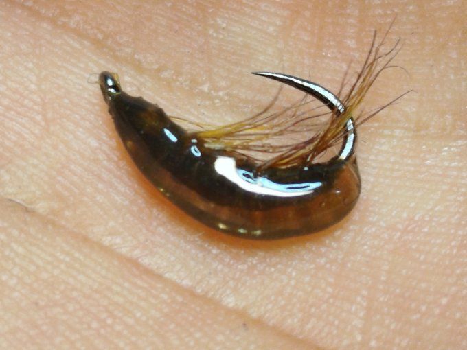 Gammare translucide brown