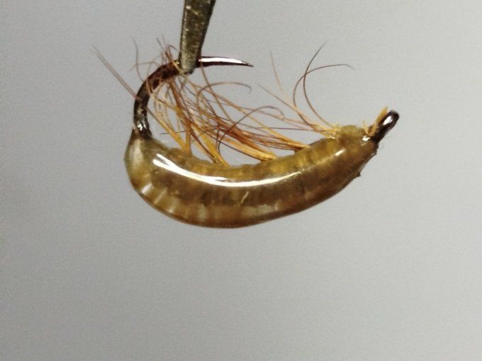 Gammare  translucide tan