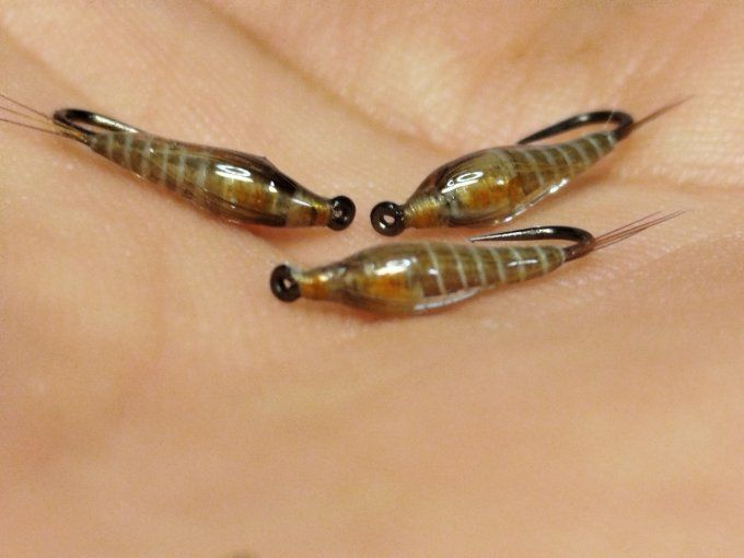 Nymphe de Baetis rhodani