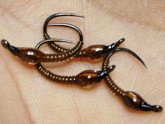 Chiro brown