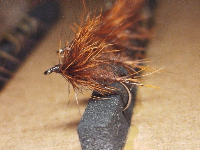 Oreille de chevreuil brown 