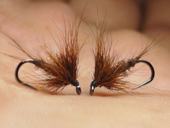 Oreille de chevreuil brown 